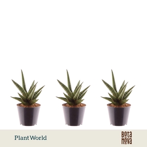 Sansevieria 'Helios Dwarf'