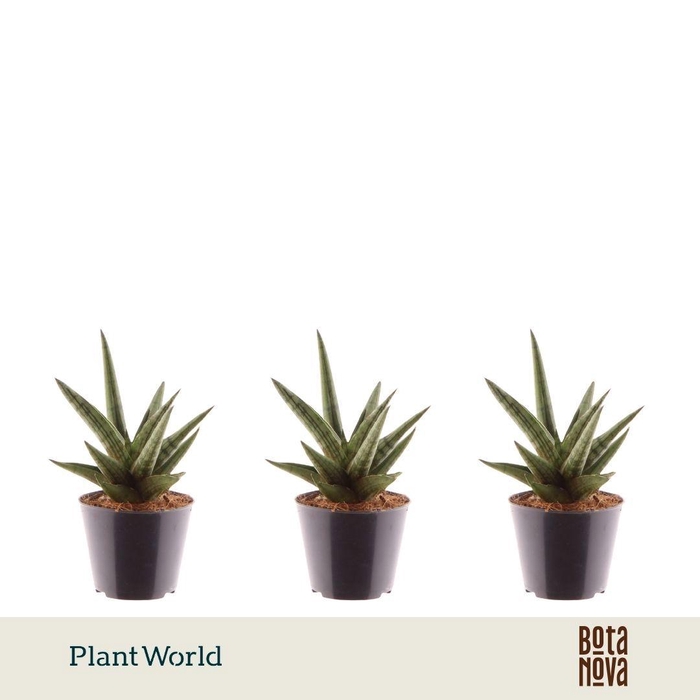 <h4>Sansevieria 'Helios Dwarf'</h4>