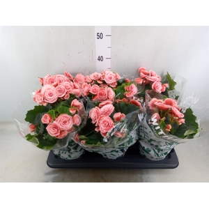 Begonia elat. DU 'Borias'