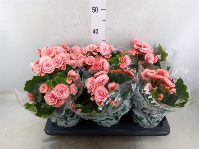 <h4>Begonia elat. DU 'Borias'</h4>