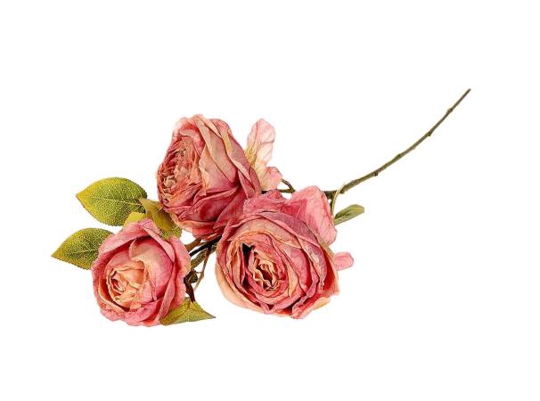 Branch Rosa Gallica L70