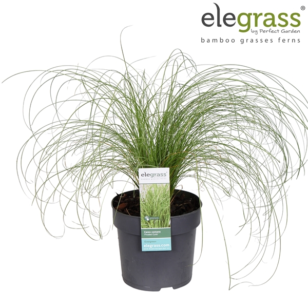 <h4>Carex comans 'Frosted Curls' P14</h4>