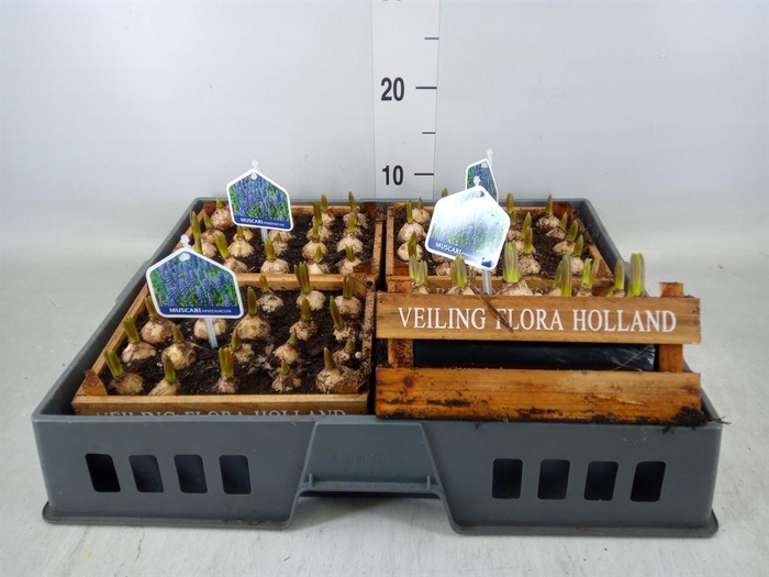 <h4>Arr.  Muscari L%</h4>