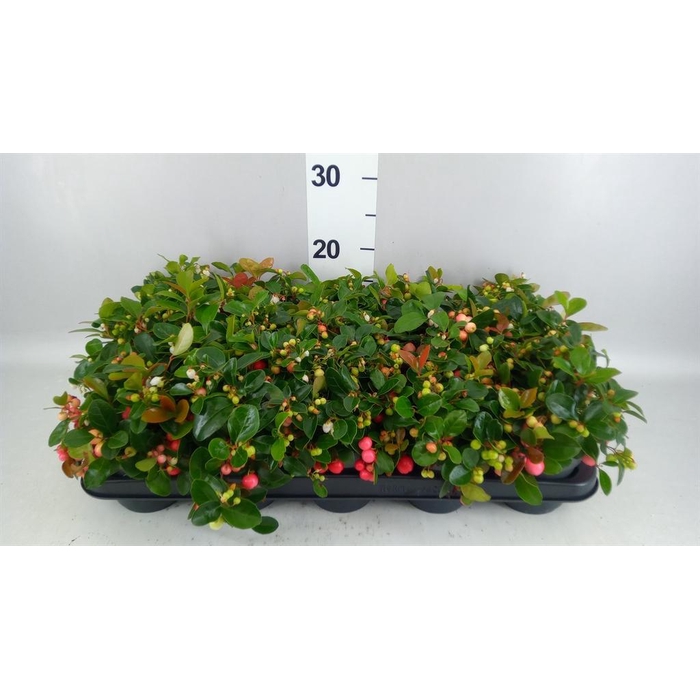 <h4>Gaultheria proc. 'Big Berry'</h4>