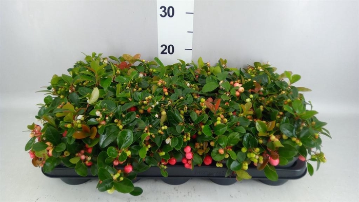 <h4>Gaultheria proc. 'Big Berry'</h4>