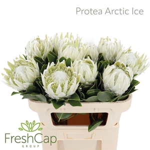 Protea cynaroides 'Ayoba Arctic Ic'