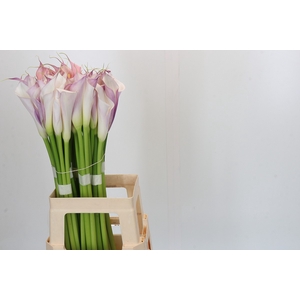 Zantedeschia Eydolls Purple White