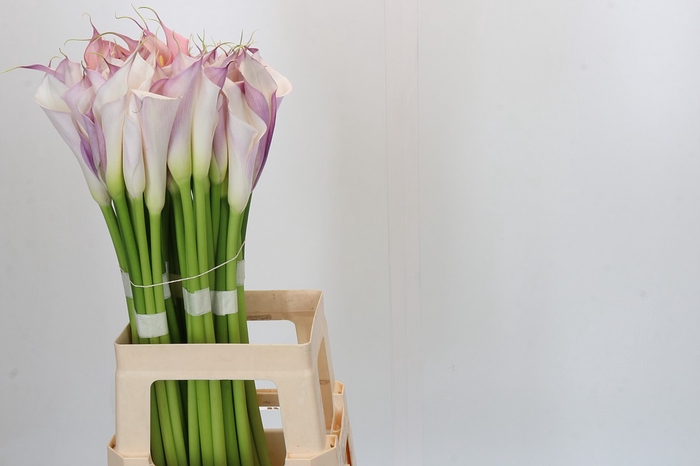 Zantedeschia Eydolls Purple White