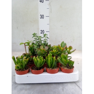 Crassula   ...mix