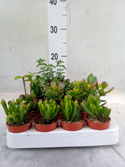 <h4>Crassula   ...mix</h4>