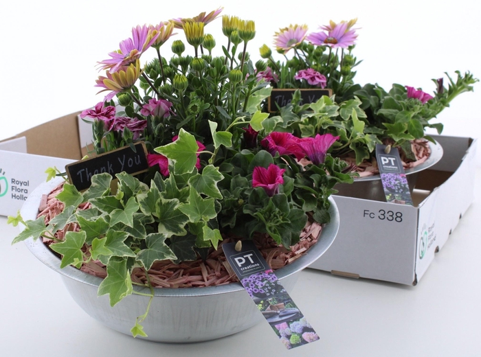 <h4>ARR TUINPLANTEN</h4>