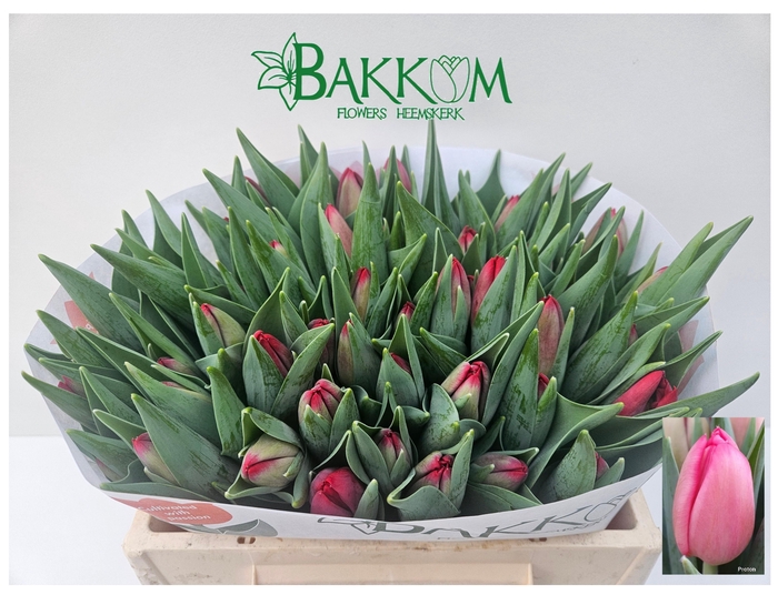 <h4>TU EN PROTON</h4>