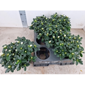 RHODO SI WITTE VOGEL