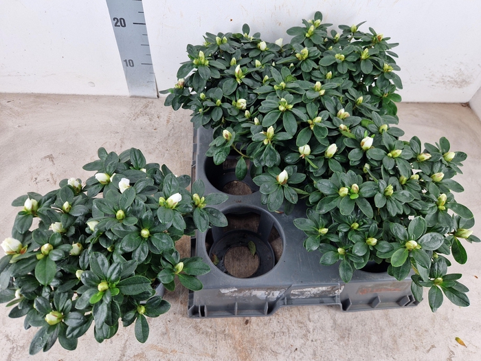 <h4>RHODO SI WITTE VOGEL</h4>