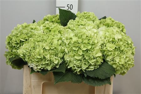 <h4>Hydr Cl M Cannonball</h4>