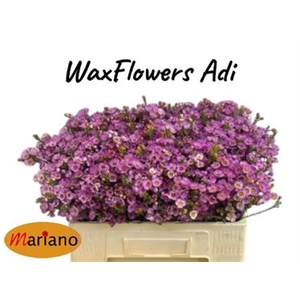 Chame Adi 18 GR,(IL),(5)