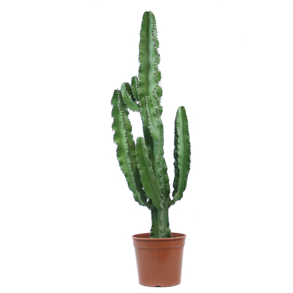 <h4>Euphorbia erytrea 21 cm</h4>