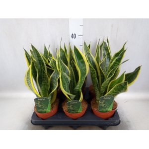 Sansevieria trifa. 'Futura Superba'