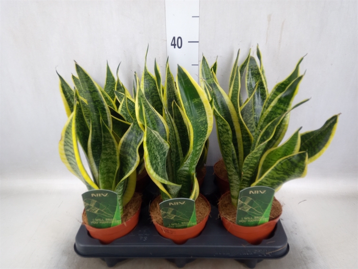 <h4>Sansevieria trifa. 'Futura Superba'</h4>