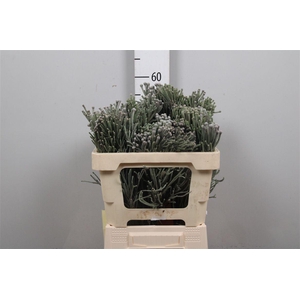 Kaaps Brunia Laevis