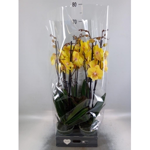 Phalaenopsis 'Manta Palau'