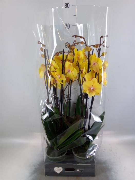 <h4>Phalaenopsis 'Manta Palau'</h4>