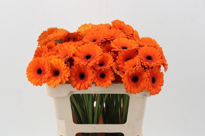 <h4>Ge Mi Madison</h4>