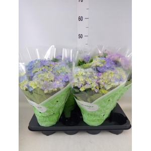 Hydrangea mac. 'Early Blue'