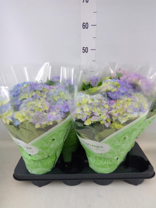 <h4>Hydrangea mac. 'Early Blue'</h4>