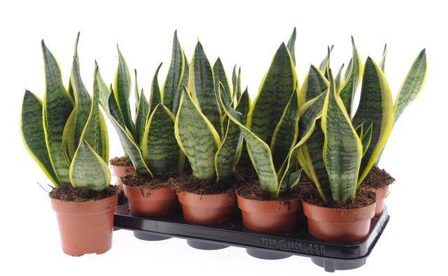 <h4>Sansevieria trif. Futura Superba</h4>