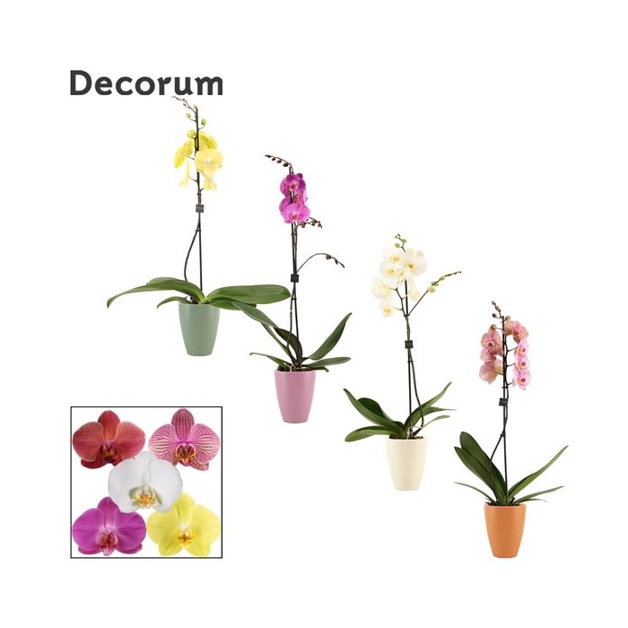 <h4>Phalaenopsis 1 tak 9+ mix in Carly (Craft world-collection)</h4>