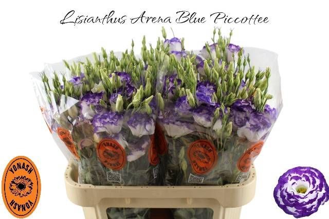 EUS G ARENA BLU PICO