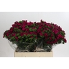 Dianthus Br Amazon Neon Cherry