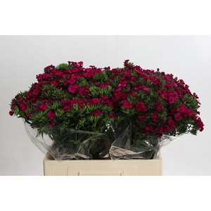 Dianthus Br Amazon Neon Cherry