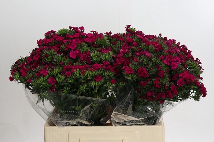 <h4>Dianthus Br Amazon Neon Cherry</h4>