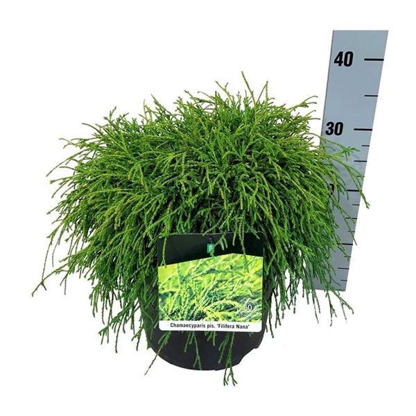 <h4>Chamaecyparis p. 'Filifera Nana'</h4>