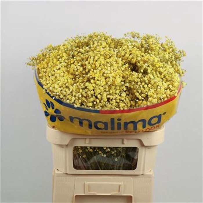 <h4>Gyps Klb H% Geel</h4>