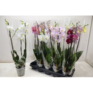 Phal Gem 5 Kl