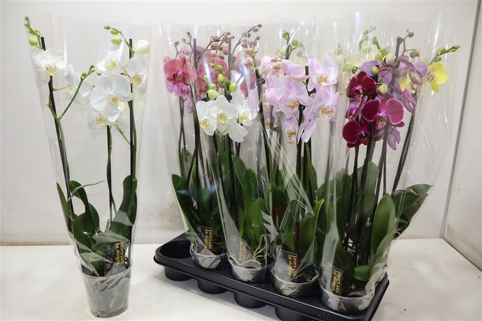 <h4>Phal Gem 5 Kl</h4>