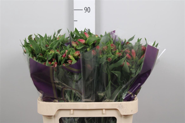 <h4>Alstr Tania</h4>