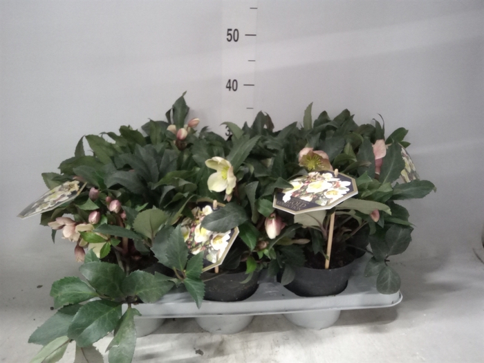 <h4>Helleborus x erics. 'Shooting Star'</h4>