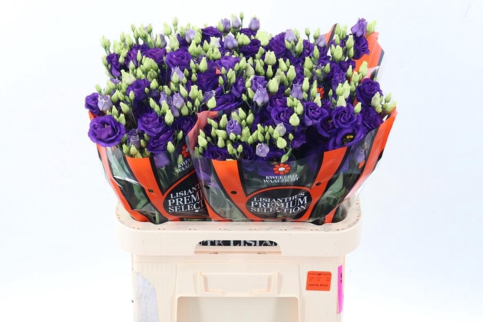 <h4>Eus G Rosi Blue</h4>