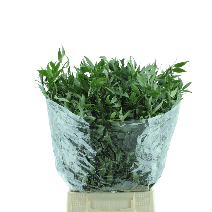 <h4>Ruscus</h4>