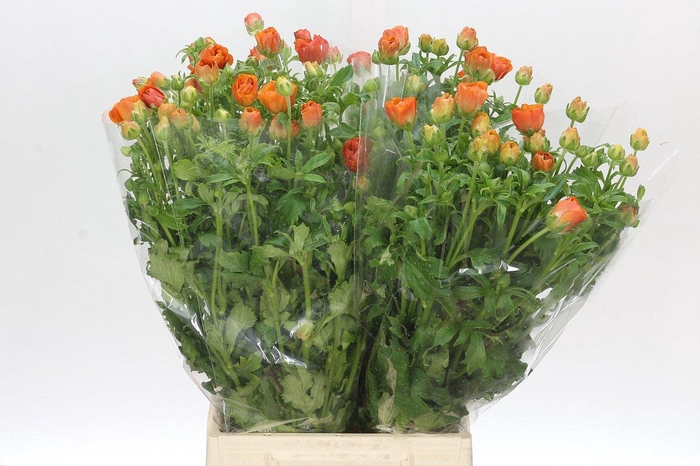 <h4>Ranunculus Butterfly Minoan</h4>