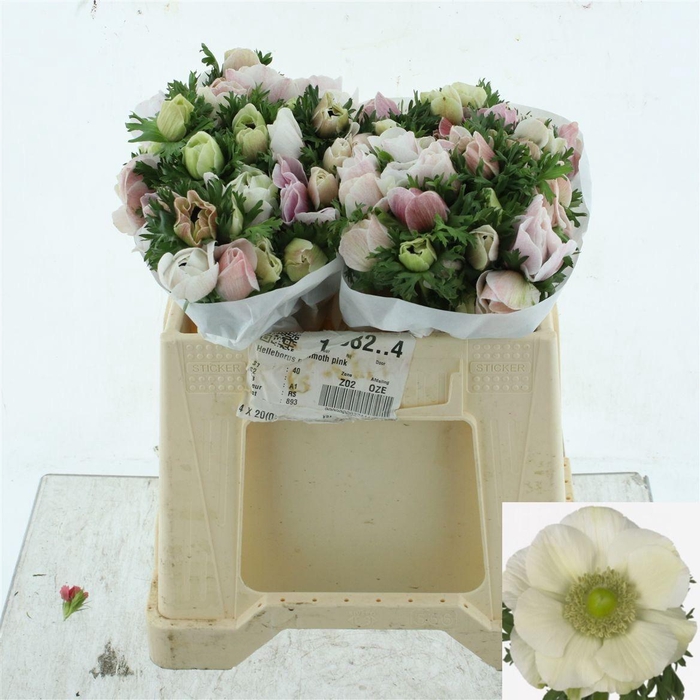 <h4>ANEM CO MIS + WHITE</h4>