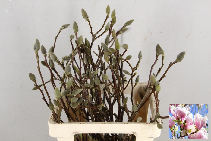 MAGNOLIA SOULANGEANA 060CM
