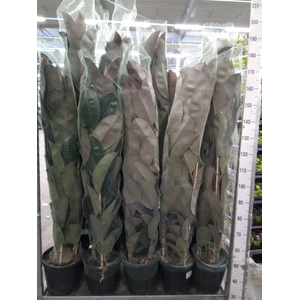 Ficus elastica 'Abidjan'