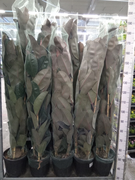 <h4>Ficus elastica 'Abidjan'</h4>