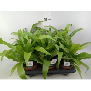 Asplenium antiquum