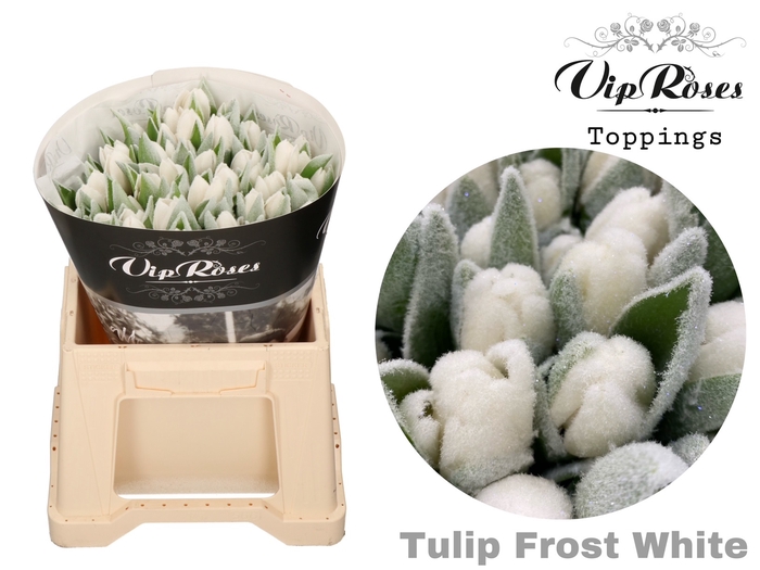 <h4>TU EN FROST WHITE</h4>